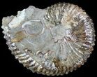 Hoploscaphites Ammonite - South Dakota #62589-1